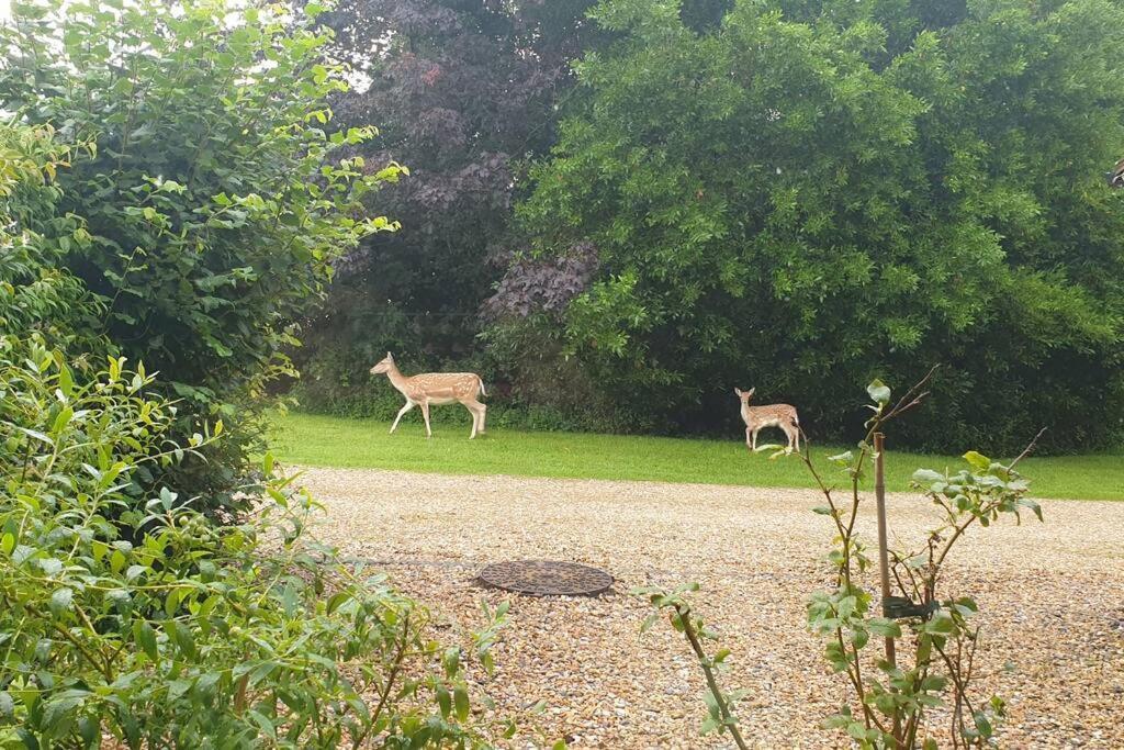 The Old Barn Annexe, Cosy Stay, Close Drive To City, Beach, South Downs & Goodwood Chichester Zewnętrze zdjęcie